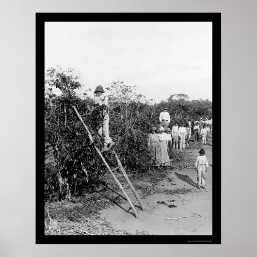 Poster Pickers à café au Brésil 1911 (Devant)