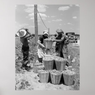 Poster Pickers à cordes dans le Maryland : 1937