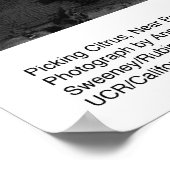 Poster Picking Citrus, janvier 1956 par Ansel Adams (Coin)