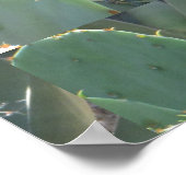 Poster Pickly Pear Cactus (Coin)