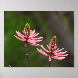 Poster Pics de fleurs roses Photographie de la nature