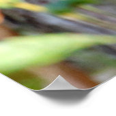 Poster Picus viridis (Coin)