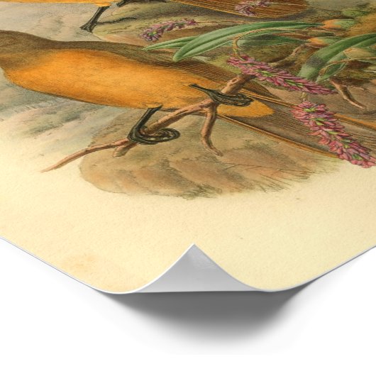 Poster Pie-grièche au chêne jaune Imprimer (Coin)