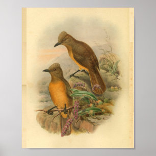 Poster Pie-grièche au chêne jaune Imprimer