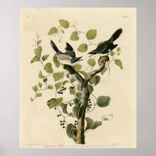 Poster Pie-grièche migratrice des oiseaux d'Amérique d'Au