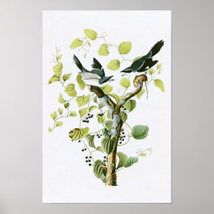 Poster Pie-grièche migratrice John Audubon Oiseaux d'Amér