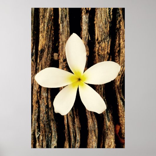 Poster Pièce de déclaration de la Plumeria hawaïenne (Devant)