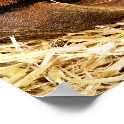 POSTER PIÈCES (Coin)