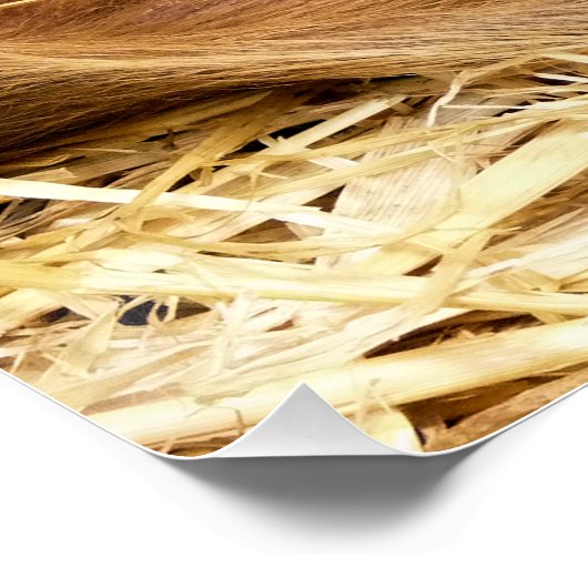 POSTER PIÈCES (Coin)