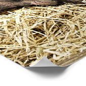 POSTER PIÈCES FRAÎCHES (Coin)