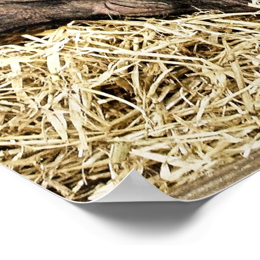 POSTER PIÈCES FRAÎCHES (Coin)