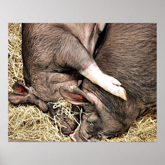 POSTER PIÈCES FRAÎCHES (Devant)