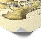 Poster Pied Anatomie Bones Joints Imprimer (Coin)