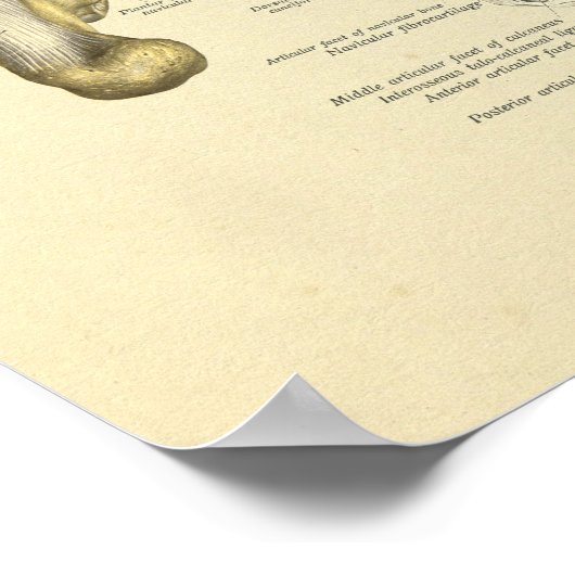 Poster Pied Anatomie Bones Joints Imprimer (Coin)