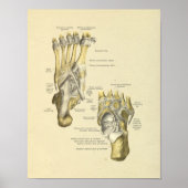 Poster Pied Anatomie Bones Joints Imprimer (Devant)