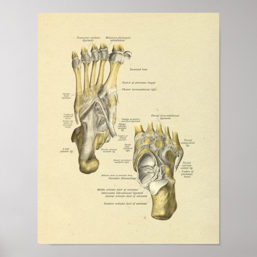 Poster Pied Anatomie Bones Joints Imprimer (Devant)