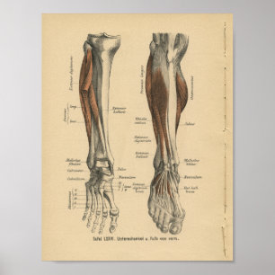 Poster Pied de jambe d'impression d'anatomie d'Allemand