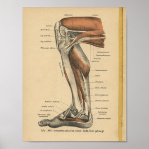 Poster Pied de jambe d'impression d'anatomie d'Allemand