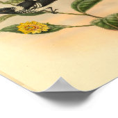 Poster Pied Flycatcher Black Bird Vintage Imprimer (Coin)