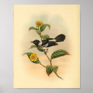 Poster Pied Flycatcher Black Bird Vintage Imprimer