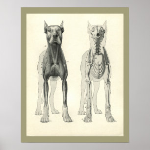 Poster Pieds de crâne de chien Squelette Muscle Anatomie