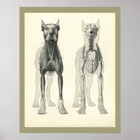 Poster Pieds de crâne de chien Squelette Muscle Anatomie (Devant)