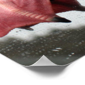 Poster Pieds de goéland (Coin)