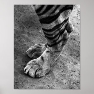 Poster Pieds de tigre noir et blanc photo