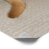 Poster Pieds et queue de chien de laboratoire jaune caché (Coin)