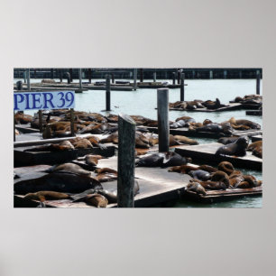 Poster Pier 39 Sea Lions