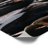 Poster Pier 39 Sea Lions (Coin)