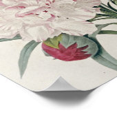 Poster Pierre Joseph Redoute - Oeillets (Coin)