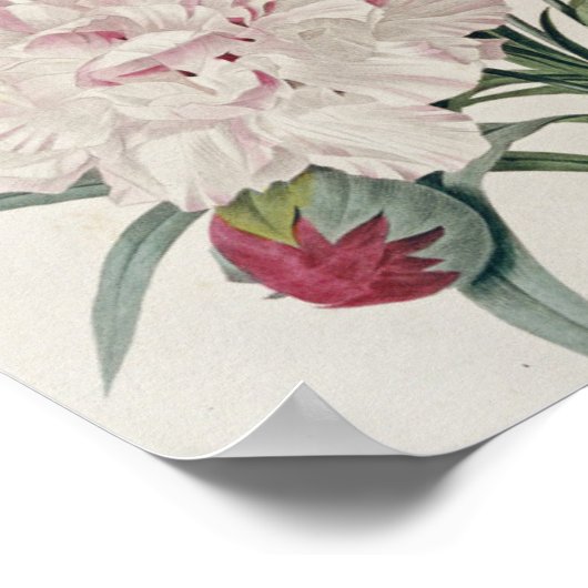 Poster Pierre Joseph Redoute - Oeillets (Coin)