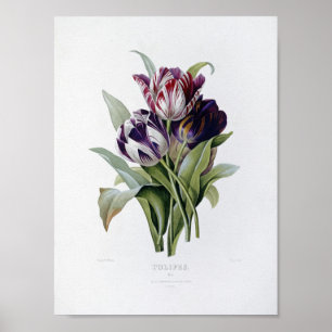 Poster Pierre Joseph Redoute - Tulips