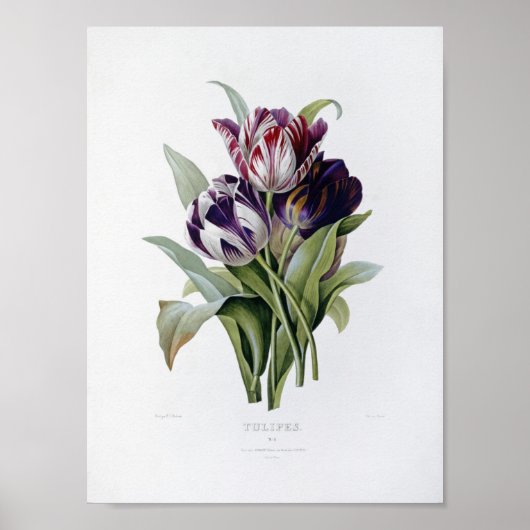 Poster Pierre Joseph Redoute - Tulips (Devant)