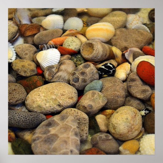 Poster Pierres Petoskey avec coquilles (Devant)