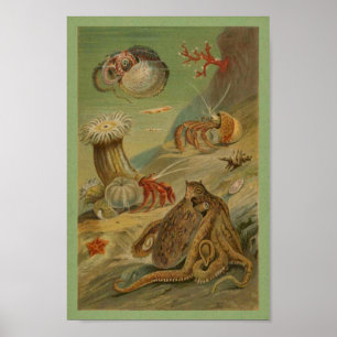 Poster Pieuvre, Anémone de mer Illustration Vie marine