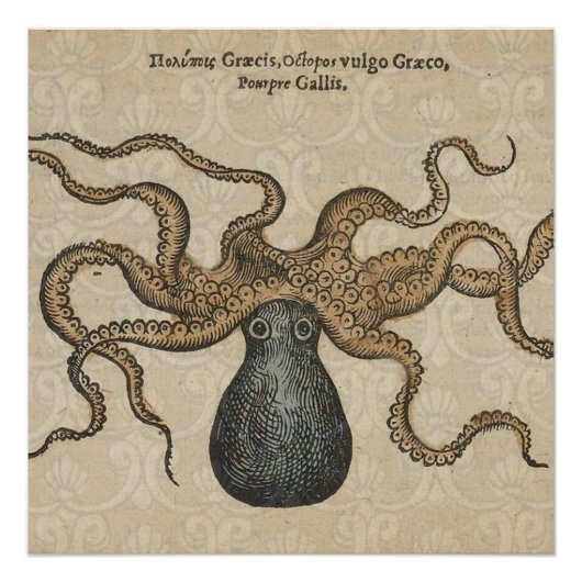 Poster Pieuvre Kraken Antique Faune Marine Côtière (Devant)