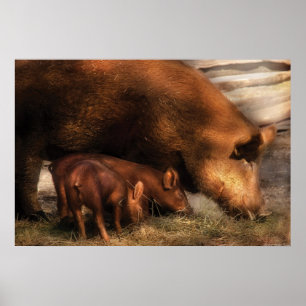 Poster Pig - Family Bonds