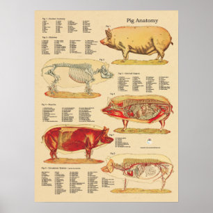 Poster Pig Veterinary Anatomy Chart