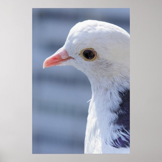 Poster Pigeon (Devant)