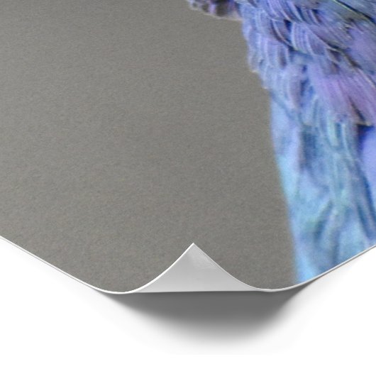 Poster Pigeon (Coin)