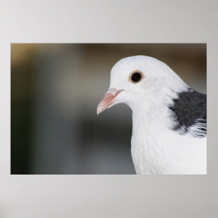 Poster Pigeon