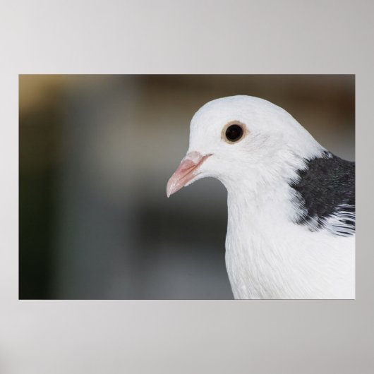 Poster Pigeon (Devant)