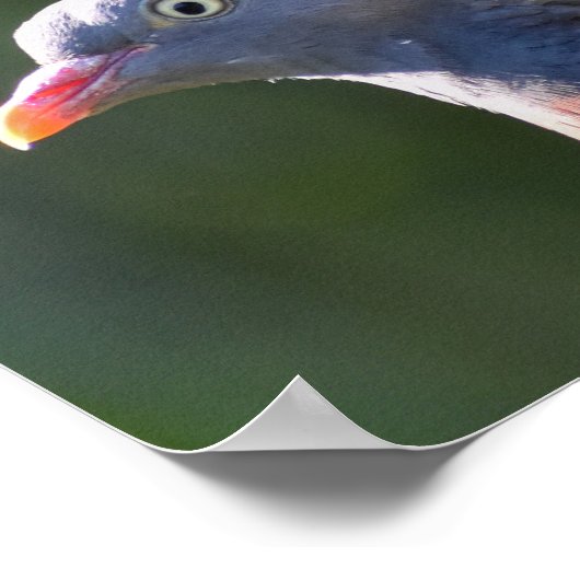 Poster Pigeon (Coin)