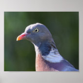 Poster Pigeon (Devant)