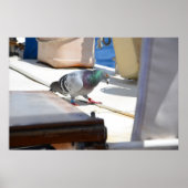 Poster Pigeon (Devant)