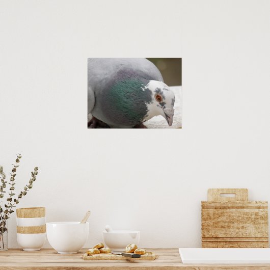 Poster Pigeon (Cuisine)