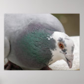 Poster Pigeon (Devant)