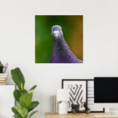 Poster Pigeon A L'Air Inquisiteur (Bureau à domicile)